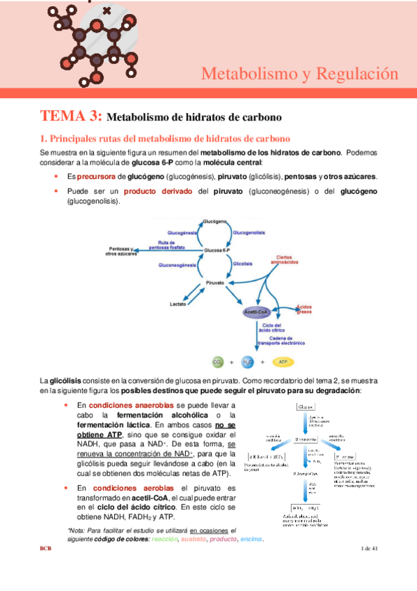 Miniatura del documento tema-3-metabolismo.pdf