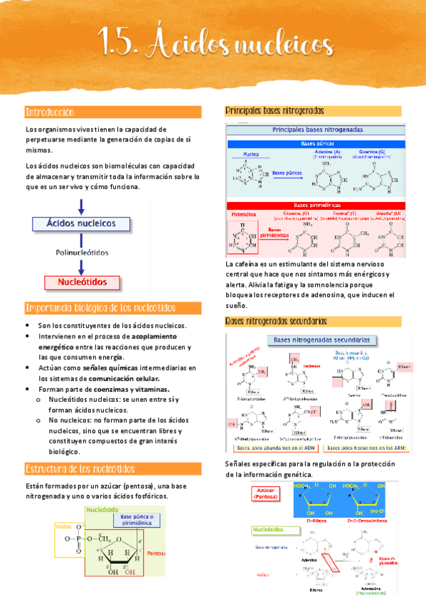 Miniatura del documento 1.5. ÁCIDOS NUCLEICOS.pdf