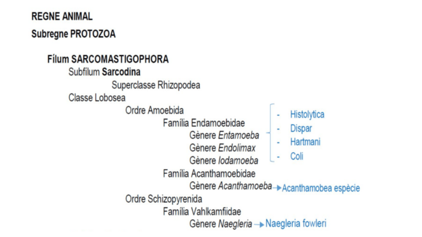 Miniatura del documento Parasito-PROTOZOUS.pdf