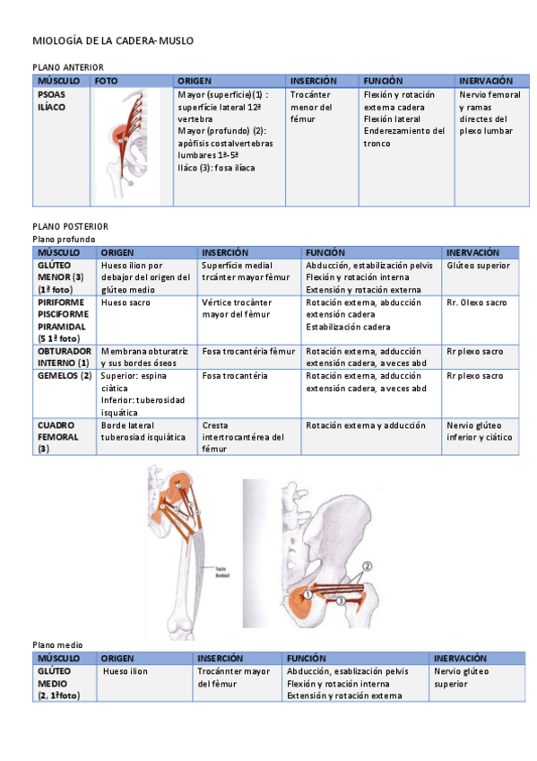 Miniatura del documento MIOLOGIA-CADERA-MUSLO.pdf