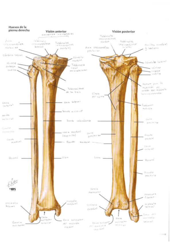 Miniatura del documento Laminas-Pie-y-Pierna.pdf