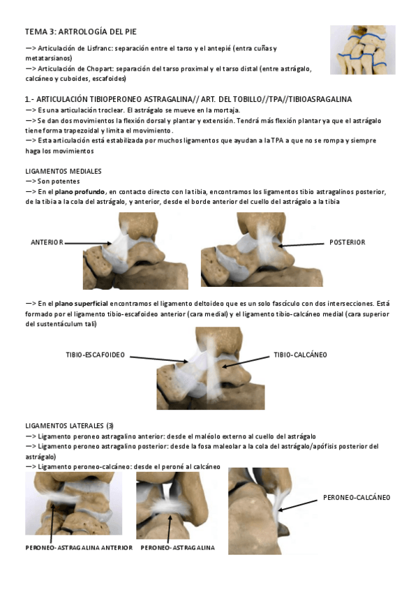Miniatura del documento TEMA-3-ANATOMIA.pdf