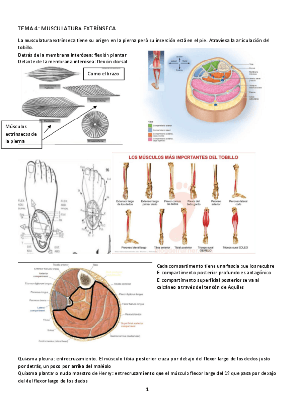 Miniatura del documento TEMA-4-ANATOMIA.pdf