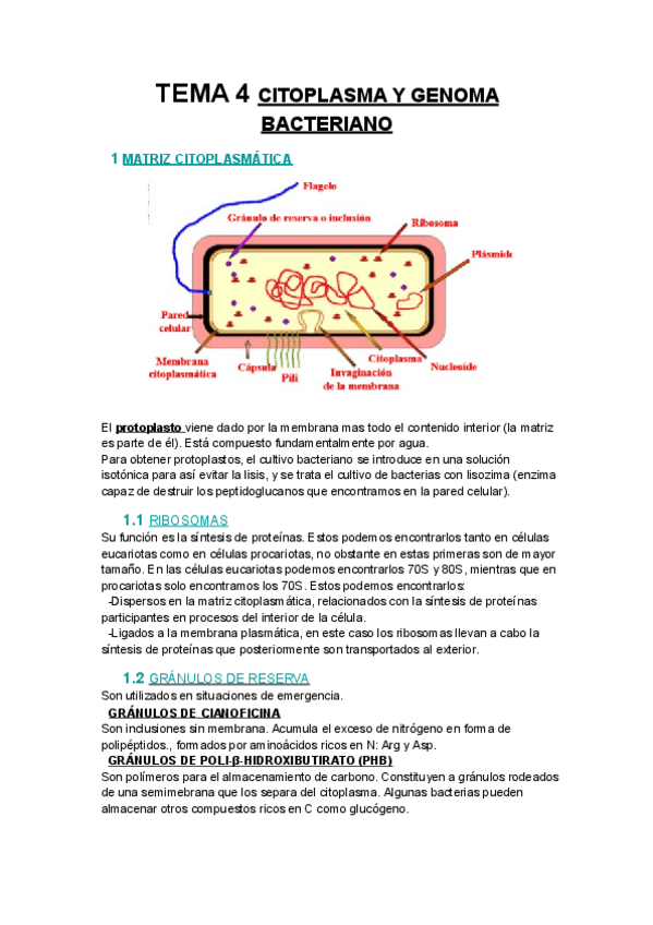 Miniatura del documento (672484893) TEMA 4 CITOPLASMA Y GENOMA BACTERIANO.pdf