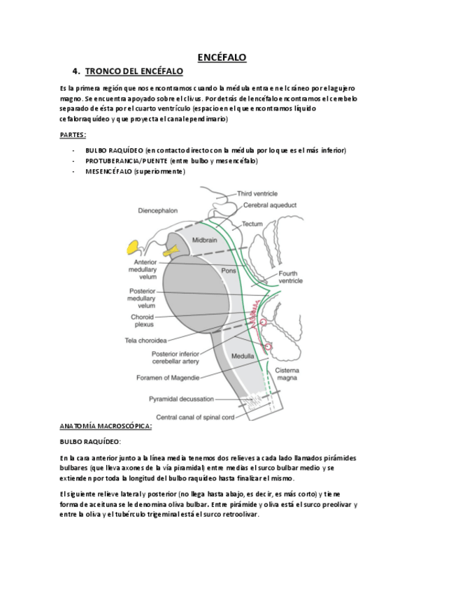 Miniatura del documento Tema 2: Tronco del Encéfalo.pdf