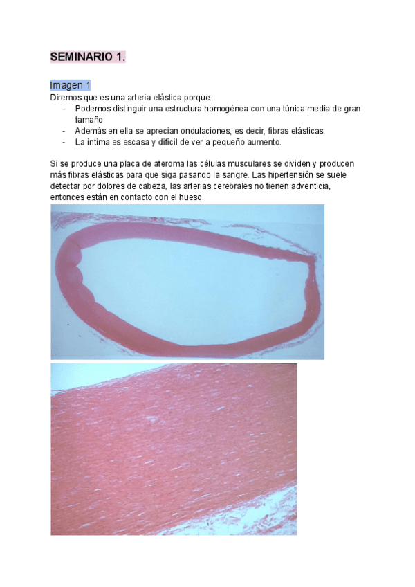 Miniatura del documento SEMINARIO-1-HISTOLOGIA.pdf