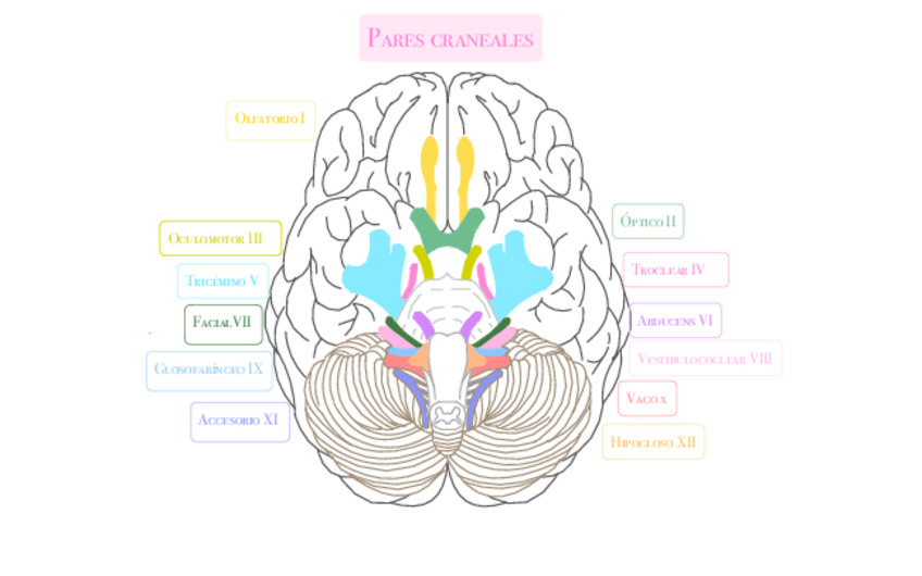 Miniatura del documento pares-craneales.pdf