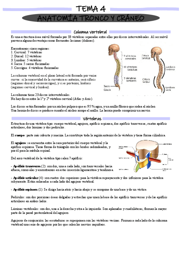 Miniatura del documento Anatomía tema 4.pdf