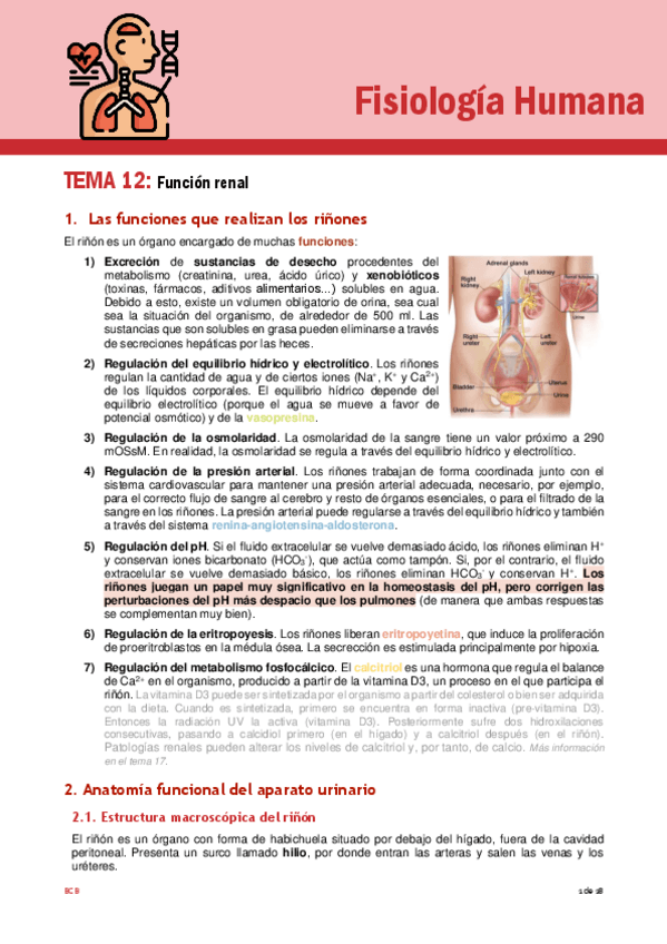 Miniatura del documento Tema-12-fisio.pdf