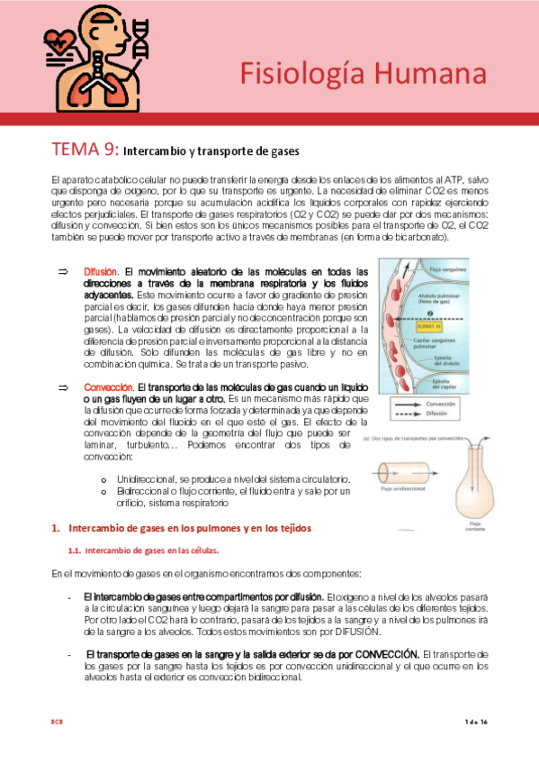 Miniatura del documento Tema-9-fisio.pdf
