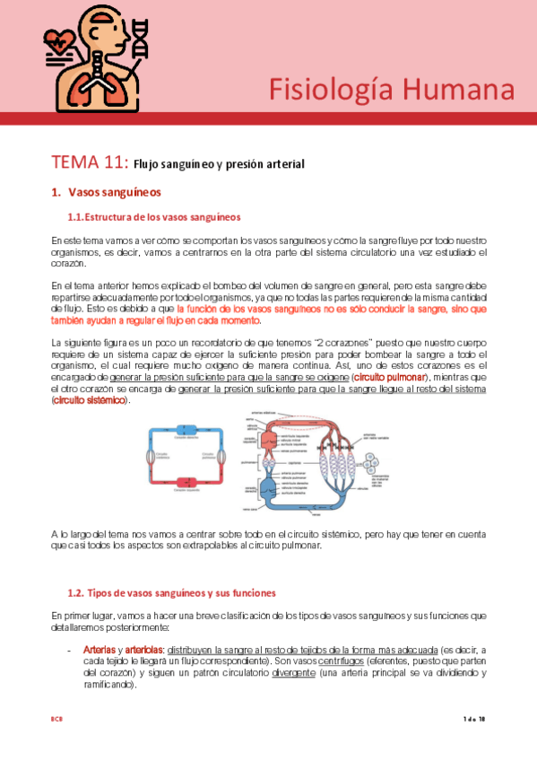 Miniatura del documento Tema-11-fisio.pdf