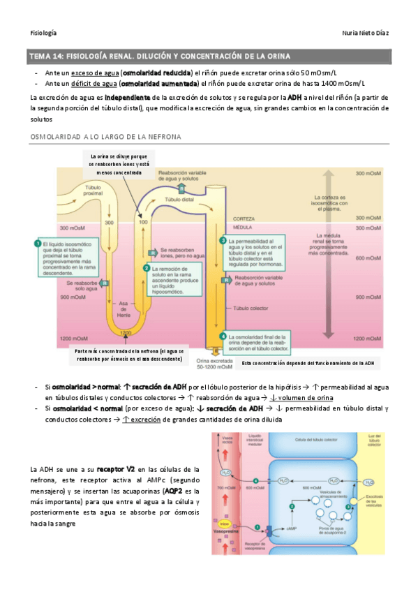 Miniatura del documento TEMA 14 - Dilución y concentración orina