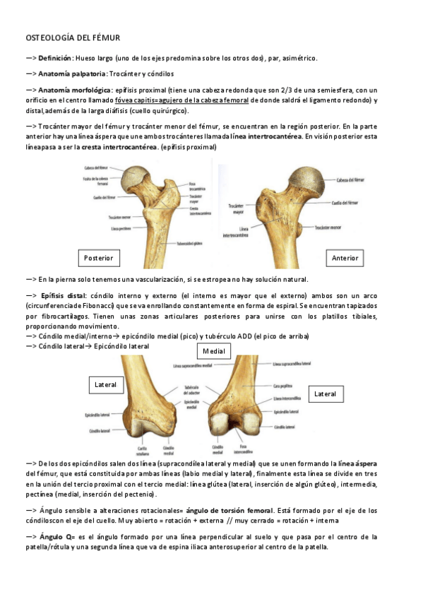 Miniatura del documento OSTEOLOGIA-DEL-FEMUR.pdf