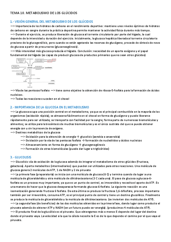 Miniatura del documento TEMA-10-BIOQUIMICA.pdf
