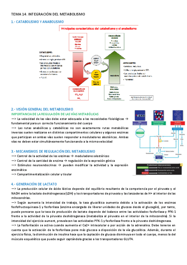 Miniatura del documento TEMA-14-BIOQUIMICA.pdf