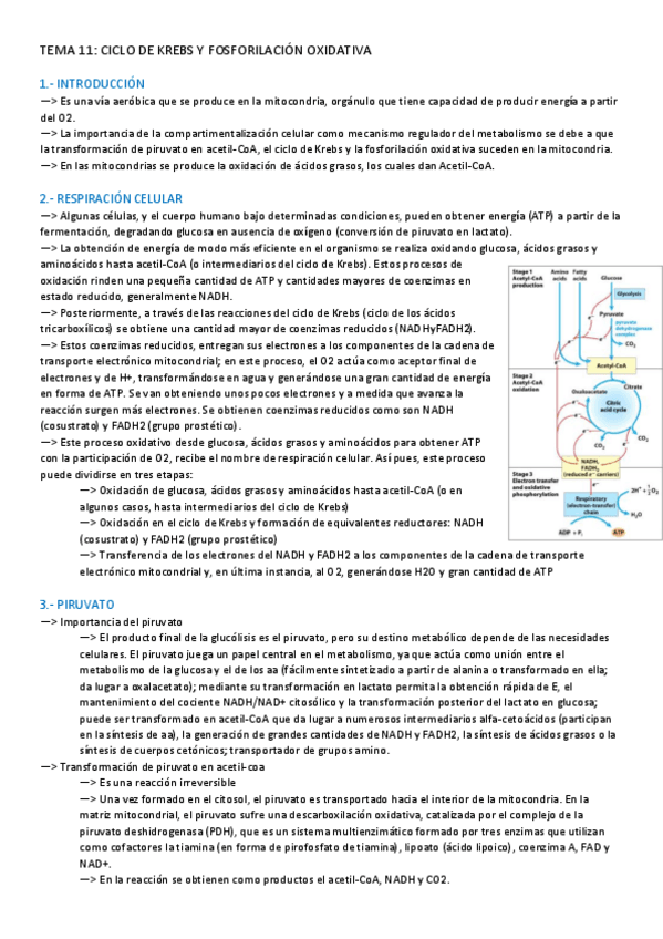 Miniatura del documento TEMA-11-BIOQUIMICA.pdf