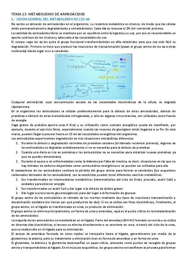 Miniatura del documento TEMA-13-BIOQUIMICA.pdf