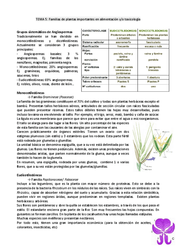Miniatura del documento tema5botanica.pdf