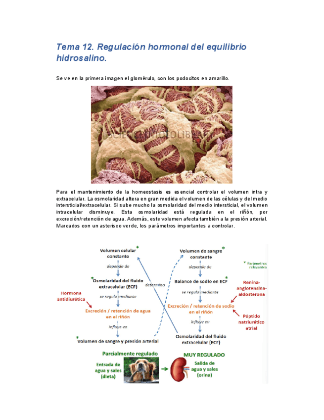 Miniatura del documento Tema12endocrino.pdf
