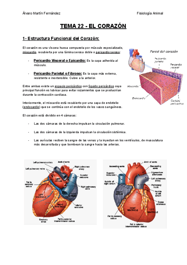 Miniatura del documento TEMA-22-EL-CORAZON.pdf