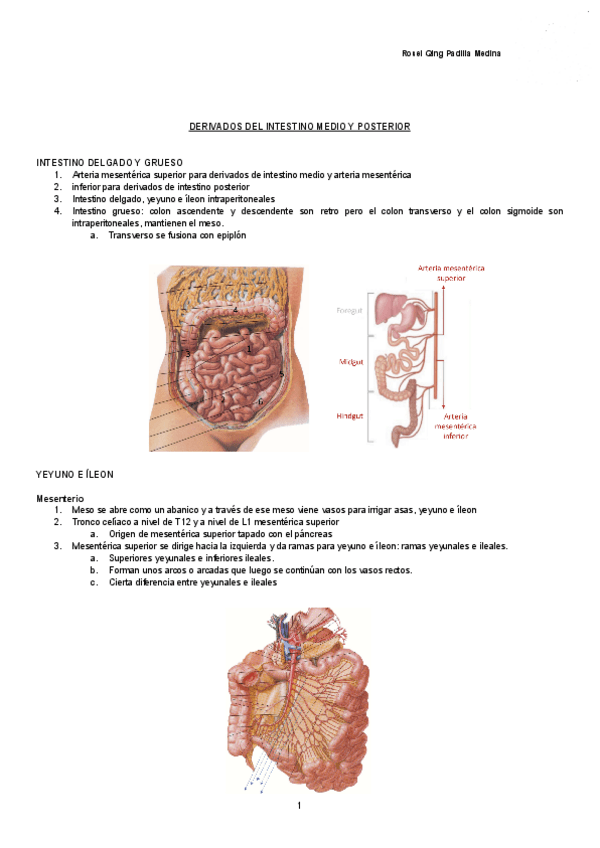 Miniatura del documento DERIVADOS-DEL-INTESTINO-MEDIO-Y-POSTERIOR-Documentos-de-Google.pdf