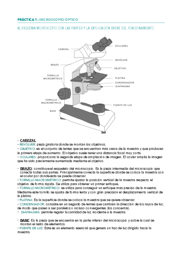 Miniatura del documento Practicas-biologia-.pdf