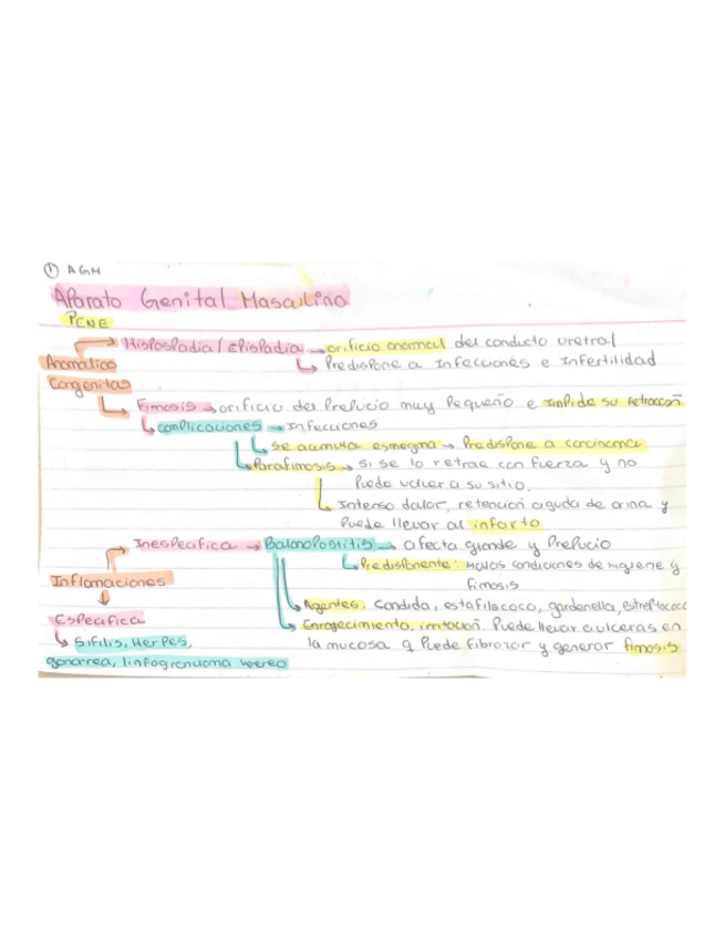 Miniatura del documento Ap-Genital-Masculino.pdf