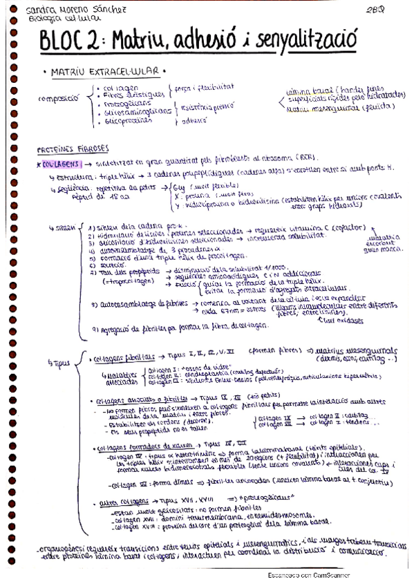 Miniatura del documento Biocel-resum-BLOC-2.pdf