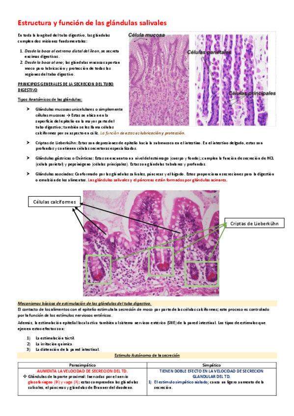 Miniatura del documento Estructura-y-funcion-de-las-glandulas-salivales-I.pdf