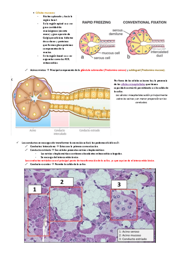 Miniatura del documento Estructura-y-funcion-de-las-glandulas-salivales-II.pdf