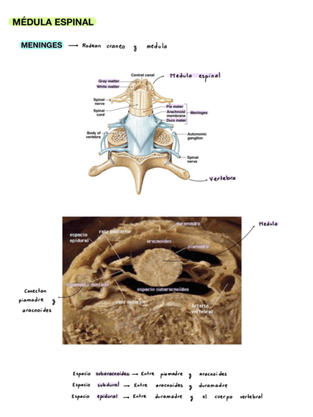 Miniatura del documento Apuntes-anato-examen-practico.pdf