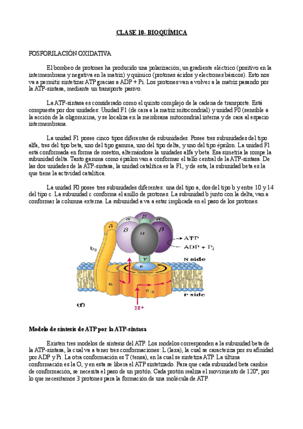 Miniatura del documento Clase 10- Bioquímica.pdf