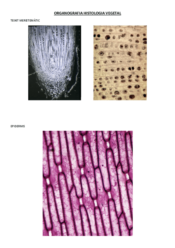 Miniatura del documento ORGANOGRAFIA-HISTOLOGIA-VEGETAL.pdf