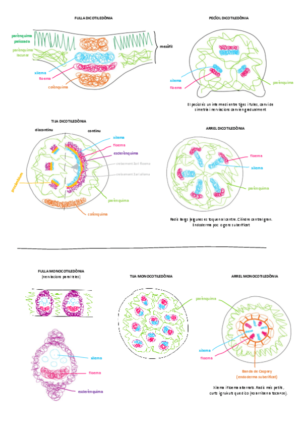 Miniatura del documento DIBUJOS-HISTO-VEGETAL.pdf