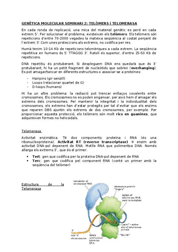 Miniatura del documento Genmol-seminari-2-apunts.docx
