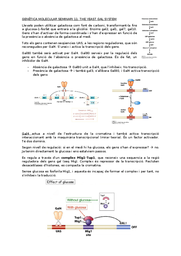 Miniatura del documento Genmol-seminari-11-apunts.docx