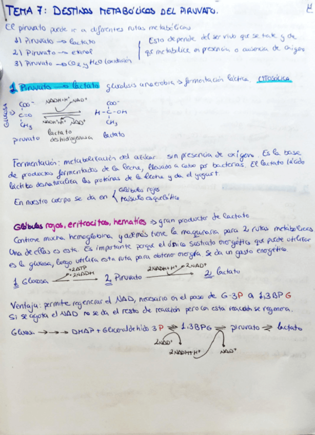 Miniatura del documento tema-7-destinos-del-piruvato.pdf