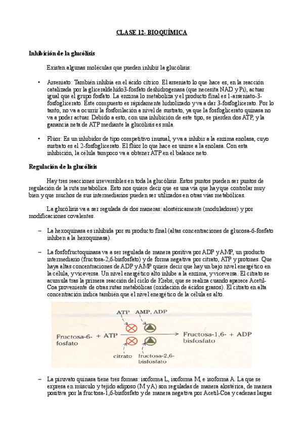 Miniatura del documento Clase 12- Bioquímica.pdf