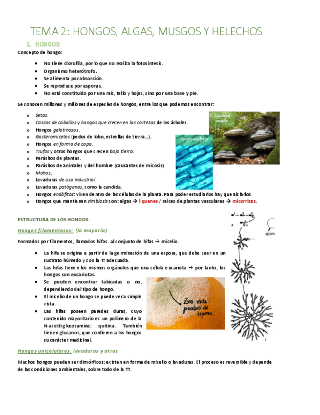 Miniatura del documento TEMA-2-Hongos-algas-musgos-y-helechos.pdf