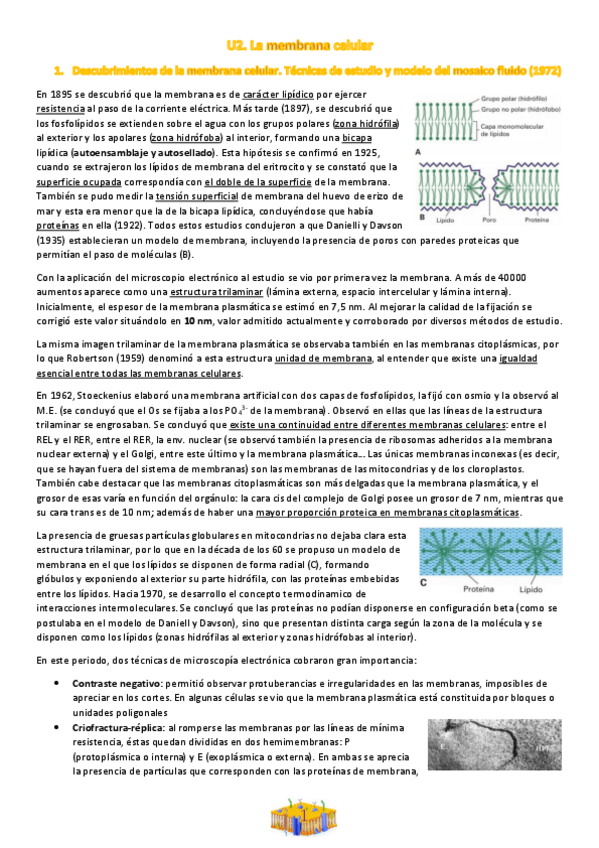 Miniatura del documento U2. La membrana celular.pdf
