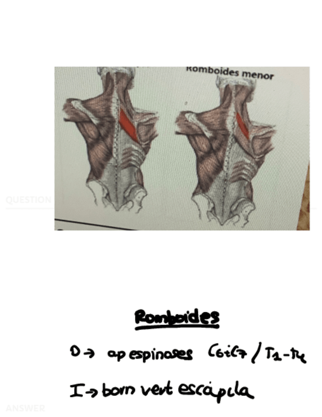 Miniatura del documento MUSCULS-.pdf
