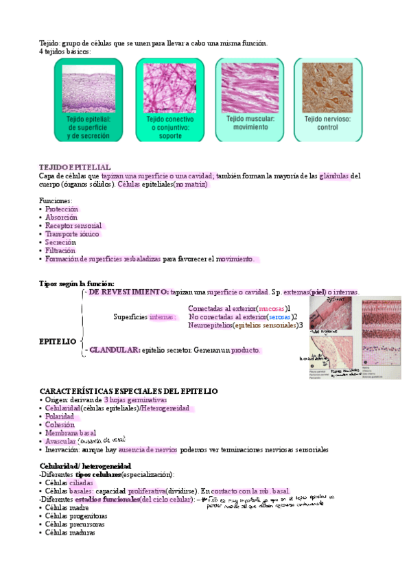 Miniatura del documento T5-Tejido-epitelial.pdf