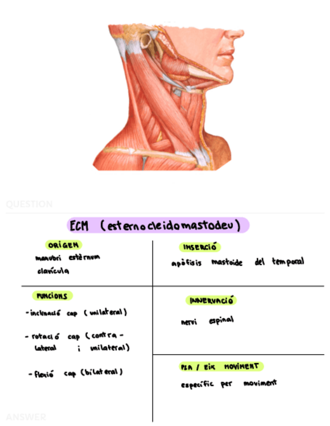 Miniatura del documento flashcards-musculs.pdf