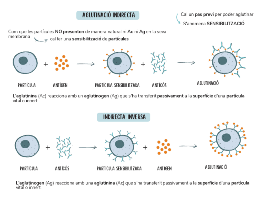 Miniatura del documento Aglutinacio-indirecta.pdf