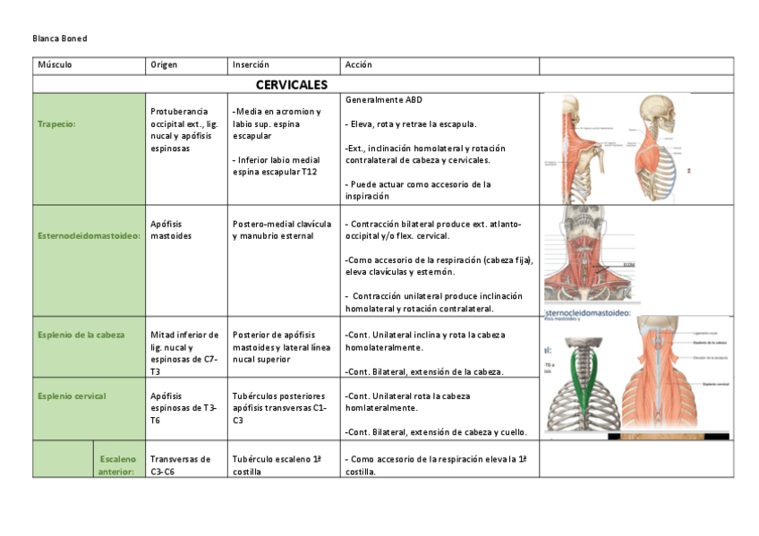 Miniatura del documento Tabla-miologia-cuello-Imp-ASNEME.pdf