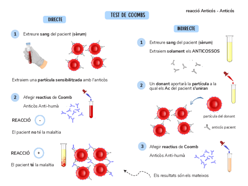 Miniatura del documento Test-de-Coombs-esquema.pdf