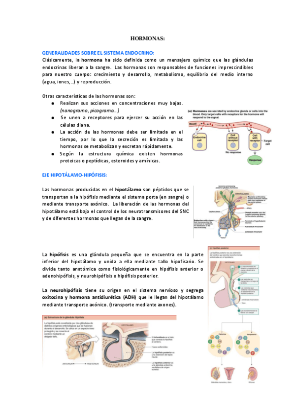 Miniatura del documento HORMONAS.pdf