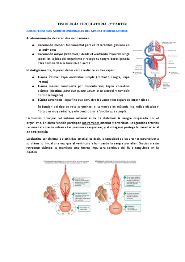 Miniatura del documento fISIOLOGIA-CIRCULATORIA.pdf