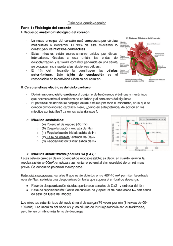 Miniatura del documento Fisiologia-cardiovascular.pdf