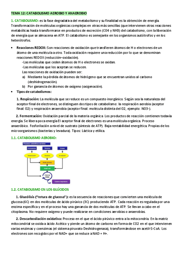 Miniatura del documento TEMA-12-CATABOLISMO-AEROBIO-Y-ANAEROBIO.pdf